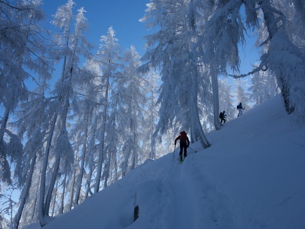 Leichte Skitour für Genießer gefrorene Bäume