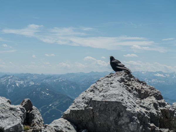 Bergdohlen am Gipfel des Dachstein.